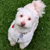 Photo of Mickey