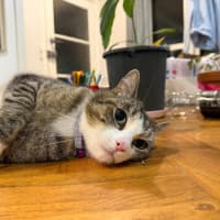 Photo of Mocha