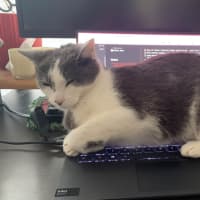 Photo of Mittens