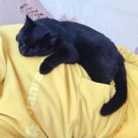 Photo of Bear
