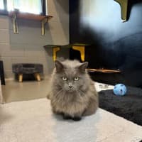 Photo of Miss Puss