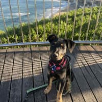 Photo of Charlie   4 Month Old Kelpie X