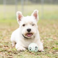 Photo of Scottie