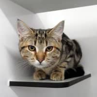 Photo of Billy Suk013893 & Jacqueline Suk013894