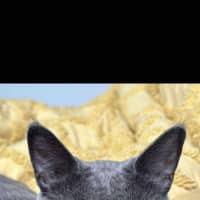 Photo of Bruno + Daisy