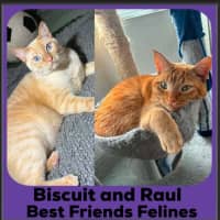 Photo of Biscuit And Raul 