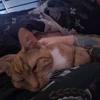 Photo of Simba