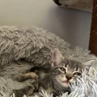 Photo of Norbert (Norbie)