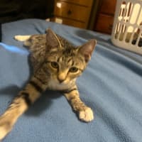 Photo of Bella
