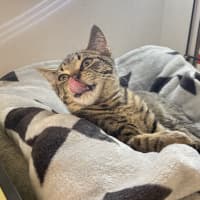 Photo of Cecil
