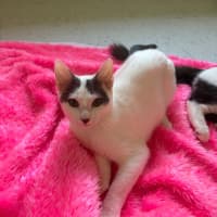 Photo of Pearline 