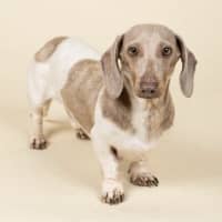Photo of Isabelle