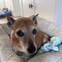 Photo of Chester & Mia 