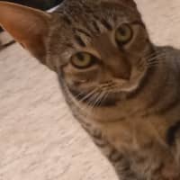 Photo of Tilly