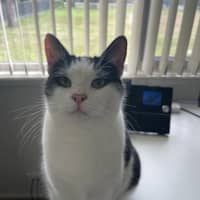 Photo of Cooper