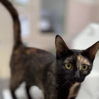 Photo of Reggie (8912)