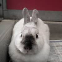 Photo of Muffin 