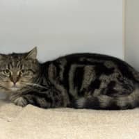 Photo of Biscuit
