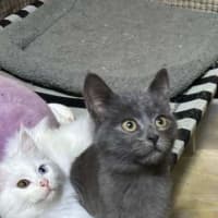 Photo of Pepper