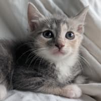 Photo of Meringue