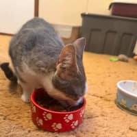 Photo of Smudge