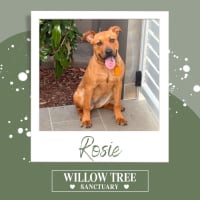 Photo of Rosie