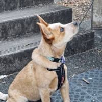 Photo of Echo