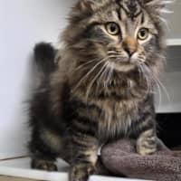Photo of Bongo