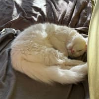 Photo of Snowy