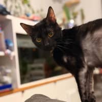 Photo of Ashniko
