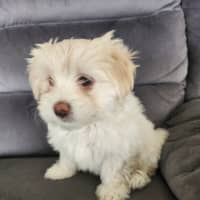 Photo of Bon Bon   8 Week Old Shih Tzu X Maltese (Trial)