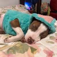 Photo of Josie   4 Month Old American Staffy X