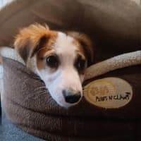 Photo of Lily   8 Week Old Jack Russell X