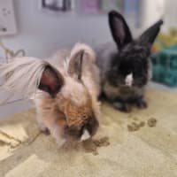Photo of Biscuit And Bagel
