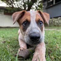 Photo of Joey