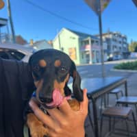 Photo of Eleanor   4 Year Old Dachshund