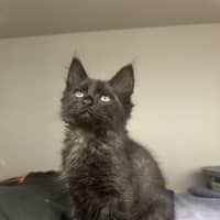 Photo of Boo