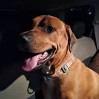 Photo of Bear