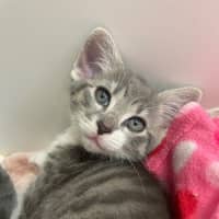 Photo of Pirate And Parrot