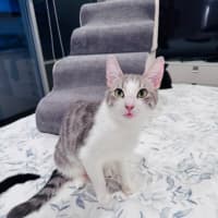 Photo of Pixie 🧚🏻 The Princess 👑 