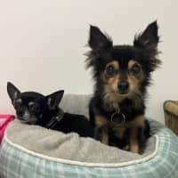 Photo of Lola And Pixie
