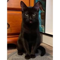 Photo of 11532   Bessie