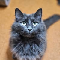 Photo of Thunder