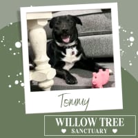 Photo of Tommy