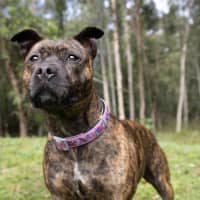 Photo of Daffodil 