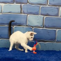 Photo of Dennis The Menace