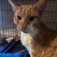 Photo of Ginja Ninja 🥷 