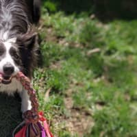 Photo of Kozzi