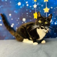 Photo of Flint   Located In Keilor Downs