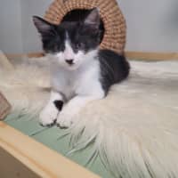 Photo of Winter  Available From 20/1